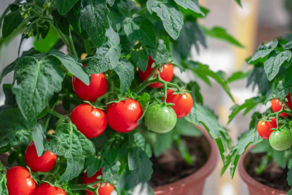 tomatoes in containers