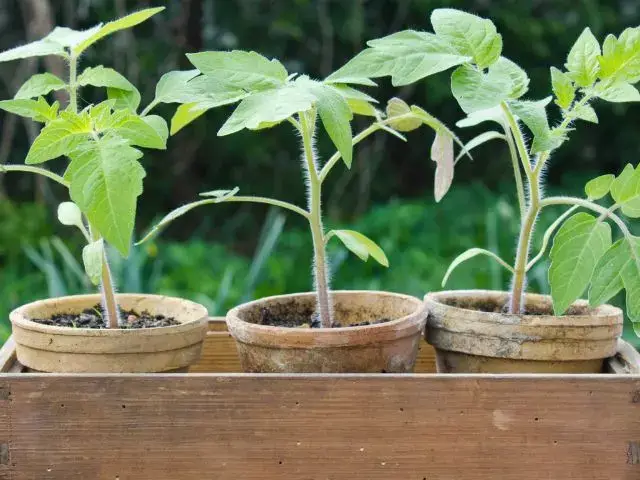 tomatoes containers